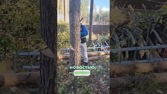 Приобрели новую бензопилу / Первый тест