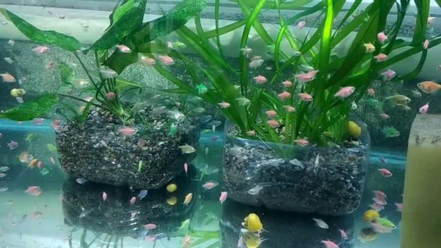 200 литровый аквариум ждёт перезапуск, каких рыбок запустить?(выбор не велик) смотреть онлайн