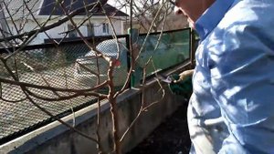 Пересадка, обрезка миндаля