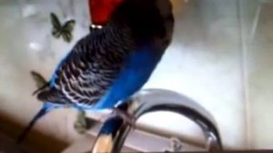 Волнистый попугай