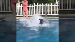 Смешные собаки. Собаки падают в воду подборка.