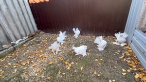 Ростовские статные лебеди