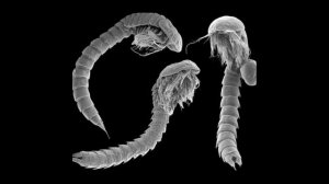 Ремипедии и Цефалокариды