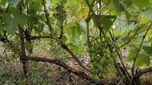 Виноград Кодрянка. Дополнительное нормирование (нормировка)