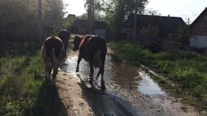 КАК ЖИВОТНЫЕ ВОЗВРАЩАЮТСЯ ДОМОЙ/КОРОВА, ТЕЛЁНОК, КОНЬ