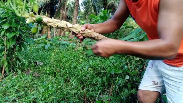 Best Way Papaya Marcoting - Make your Papaya Short and Productive Again