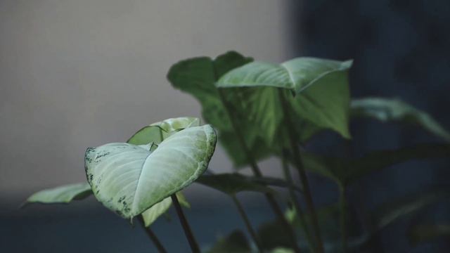 Syngonium смотреть онлайн