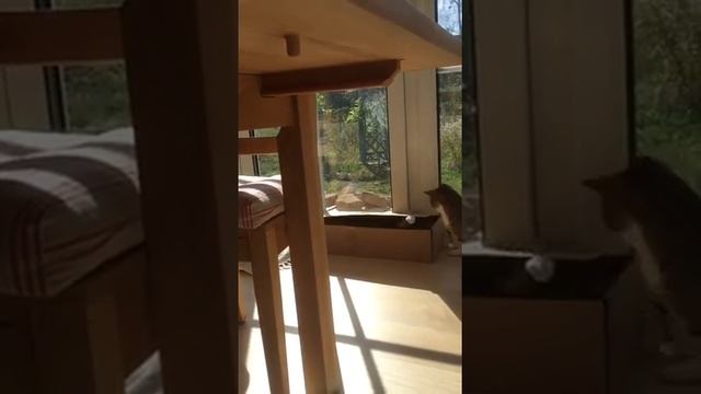 Kitten smacks cat in box