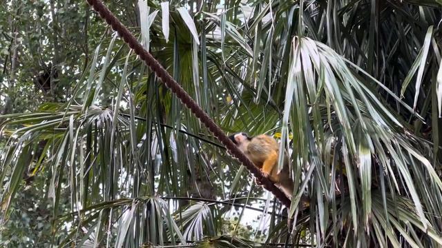 Боливийский саймири 4 (Лондонский зоопарк) смотреть онлайн