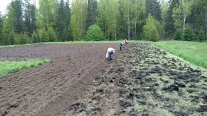 Посадка картофеля под мото лебёдку