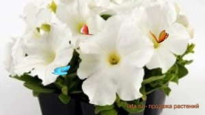 Петуния грандифлора Из Ридер Вайт (iz rider vayt) ? обзор: как сажать, семена петунии Из Ридер Вайт