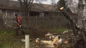 Решили спилить подгнившую березу рядом с домом, вызвали бригаду пильщиков