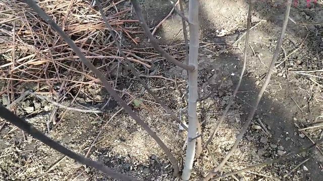 Посадка роз из подаренного букета и ежевикой? смотреть онлайн