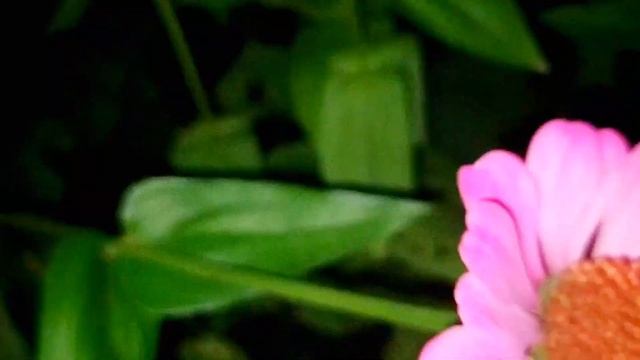 Цветы майоры Харьков Август 2022 смотреть онлайн