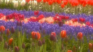 Тюльпаны - королевские цветы!