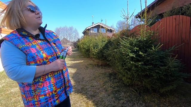 Обзор хвойных растений для дачи и сада: выбор сортов, размножение, как сделать формирующую обрезку