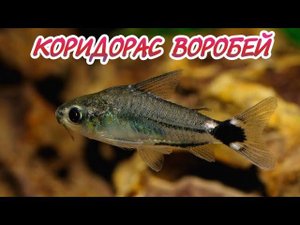 КОРИДОРАС ВОРОБЕЙ. СОДЕРЖАНИЕ И РАЗВЕДЕНИЕ.