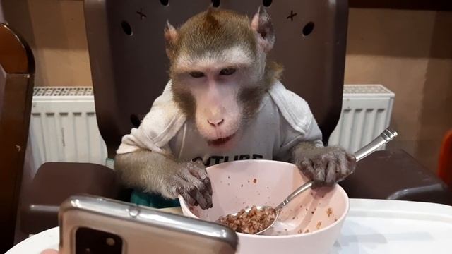 Макака Федя ест ложкой кашу / чем кормить обезьян (домашние обезьяны) смотреть онлайн
