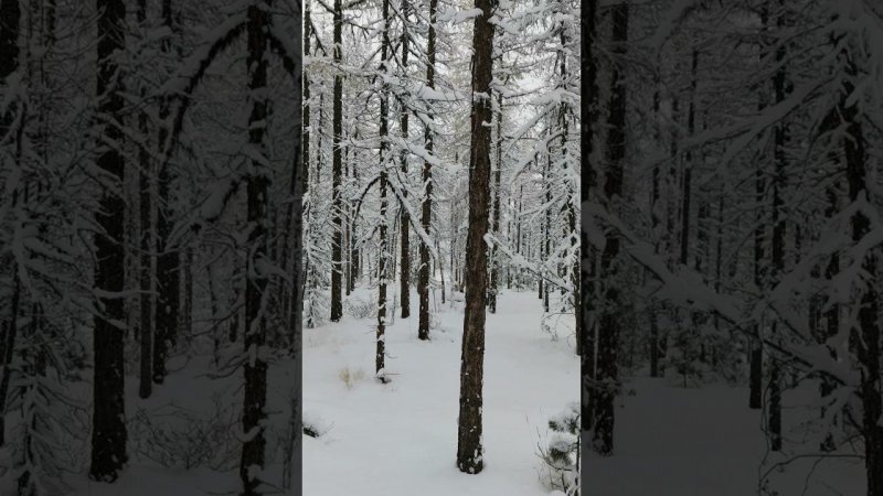 Рядом с альплагерем Актру