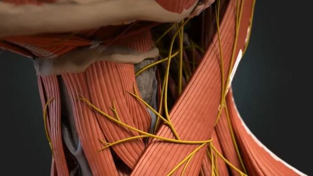 Кадаверные курсы Olga Shvab & Wolfgang Redka - Swoboda смотреть онлайн