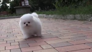 Белый померанский шпиц- танец
