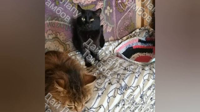 Доброго дня вам! смотреть онлайн