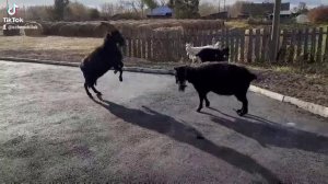 Встретились два козла...