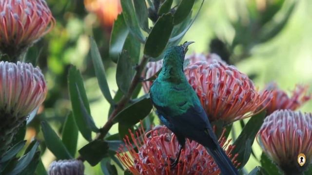 Happy Morning Music with King Protea flowers– Beautiful Flower blooming เพลงเพื่อผ่อนคลาย смотреть онлайн