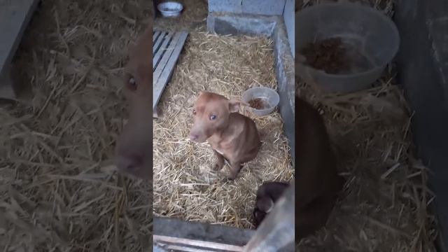 Самаркандский отлов. Метис питбуля Виспа