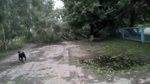 Ураган в Ульяновске