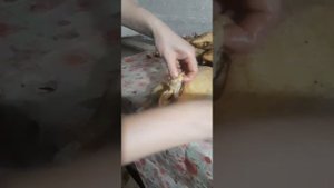 Как вытащить кишки из утки,гуся просто и быстро.#деревня #хозяйство