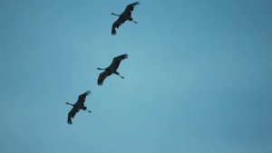 Детская песня "Улетают журавли" Зинаида Яковлевна Роот