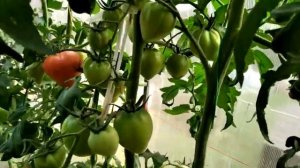 Томат Абаканский розовый. Обзор сорта. Выращивание томата в Сибири.