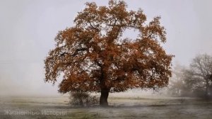 Узнав о предательстве девушка выбежала на дорогу и попала под машину, но она и подумать не могла чт