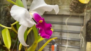 CaliOrchid - Cattleya warscewiczii semi alba (4k)