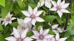 Clematis Samaritan Jo 2nd year June 2023