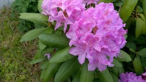 Рододендрон Розеум Элеганс