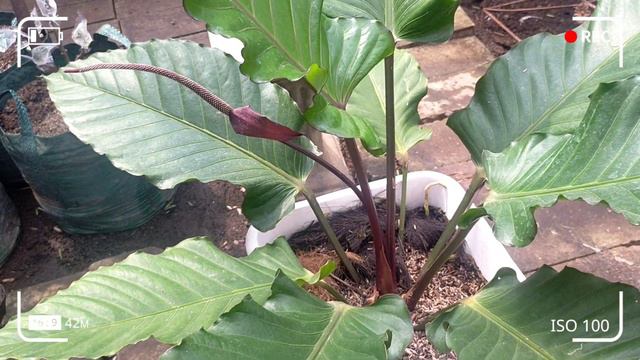 Anthurium black beauty || pak uban bikin give away || petani 40 смотреть онлайн