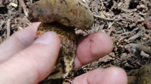 Дубовик крапчатый