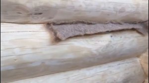 Конопатка сруба из рубленного бревна
