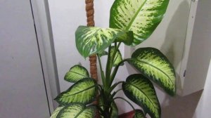 Шикарная Диффенбахия без проблем.