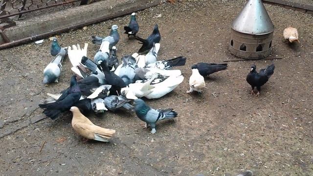 # Продажа голубей в Ставрополе - вислокрылые белые, киюки, сороки. смотреть онлайн