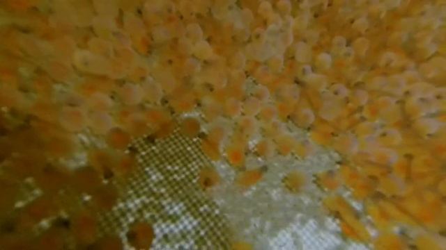 инкубация икры . продолжается  выклев рыбы из икры . смотреть онлайн