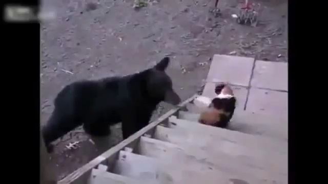 Медведь пристаёт к кошки, она не оценила смотреть онлайн