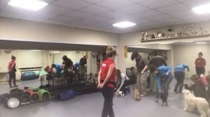 Хендлинг зал Best In Show Club в Медведково, обучение новичков