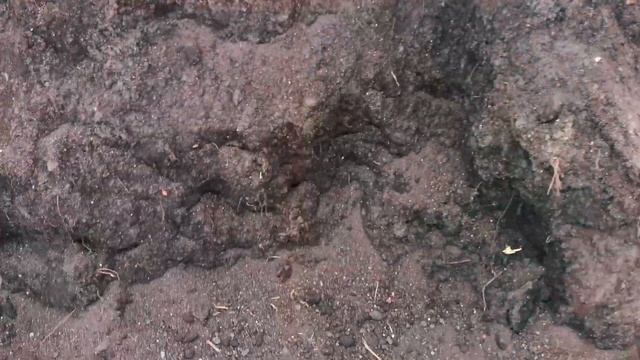 Раставили хризантемы. Как всё меняется с руками человека?!! смотреть онлайн