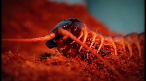 Giant centipede (Scolopendra viridicornis) by Lobo Júnior