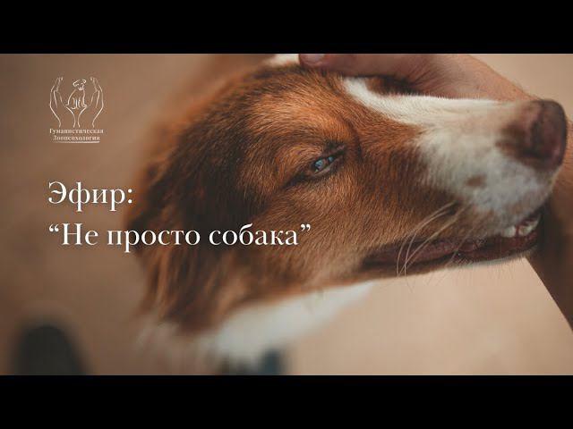 Эфир "не просто собака" смотреть онлайн