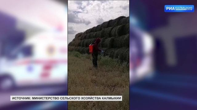 Сельхозтоваропроизводителям компенсируют части затрат для борьбы с саранчой