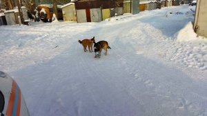 Подкормил собак на лодочной станци